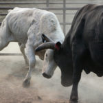 Two bulls clashing heads
