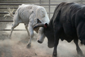 Two bulls clashing heads