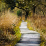 Wooden track